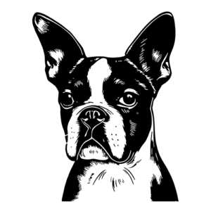 Plottdatei Boston-Terrier